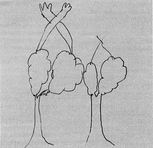 Deux arbres dessinés par Minou Drouet