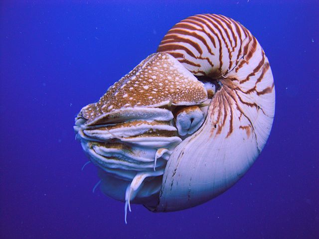 Nautilus belauensis, Palau